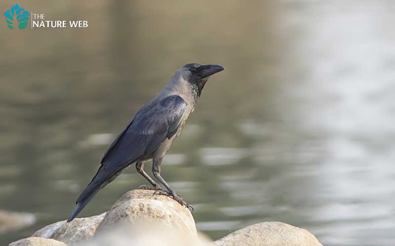 Perching Birds